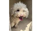 Adopt A431973 a Poodle, Mixed Breed
