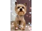 Adopt Yocco a Yorkshire Terrier, Mixed Breed