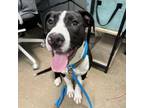 Adopt Swiss Roll a Mixed Breed, Pit Bull Terrier