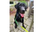 Adopt Tyson a Black Labrador Retriever