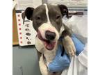 Adopt Chase a American Staffordshire Terrier