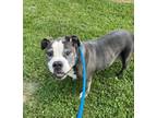 Adopt Castle a Pit Bull Terrier, Mixed Breed