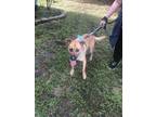 Adopt GOOSE a Black Mouth Cur, Mixed Breed