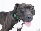 Adopt PARCHEEZE a Pit Bull Terrier, Mixed Breed