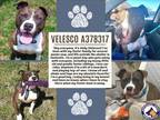 Adopt VELESCO a Pit Bull Terrier, Mixed Breed