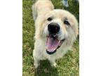 Adopt FOZZIE BEAR a Great Pyrenees