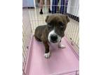 Adopt TIMOTHY a Staffordshire Bull Terrier, Mixed Breed