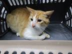 Ray Domestic Shorthair Adult Male