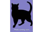 Snicker Domestic Shorthair Adult Female