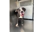 Adopt 56006641 a Pit Bull Terrier, Mixed Breed