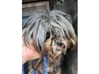 Adopt William a Lhasa Apso, Mixed Breed