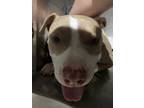 Adopt Cedric a American Staffordshire Terrier, Mixed Breed