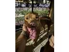 Adopt Nevill a Pit Bull Terrier, Mixed Breed