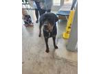 Adopt Knight a Rottweiler, Mixed Breed