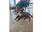 Adopt Chase a Pit Bull Terrier, Mixed Breed