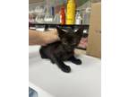Adopt Stray - valley view a Domestic Short Hair