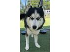 Adopt Orion a Husky, Mixed Breed