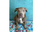Adopt Boe a Pit Bull Terrier, Mixed Breed