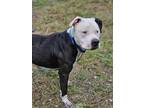 Adopt CAFFREY a Pit Bull Terrier, Mixed Breed