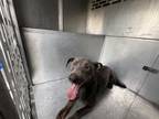 Adopt LACE a Blue Lacy, Mixed Breed