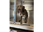 Adopt ACE a Staffordshire Bull Terrier, Mixed Breed