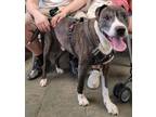 Adopt THANOS a American Staffordshire Terrier