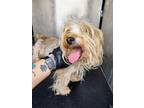 Adopt RAGS a Yorkshire Terrier