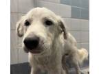 Adopt BUSTER a Great Pyrenees
