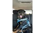 Adopt RAIDEN a German Shepherd Dog, Rottweiler