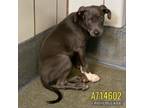 Adopt LINUS a American Staffordshire Terrier