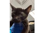 Adopt ANTHONY a Domestic Short Hair