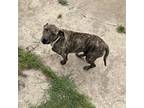 Adopt DIESEL a American Staffordshire Terrier