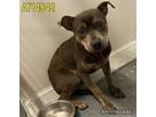 Adopt JOHNNY a American Staffordshire Terrier