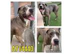 Adopt BOSS a American Staffordshire Terrier