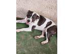 Adopt RALLY a American Staffordshire Terrier