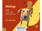 Adopt BISHOP a Labrador Retriever