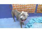 Adopt RANDY a Staffordshire Bull Terrier, Mixed Breed