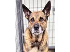 Adopt SARGE a German Shepherd Dog, Mixed Breed