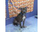 Adopt ZORRO a Staffordshire Bull Terrier, Mixed Breed