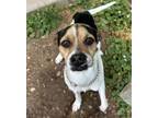 Adopt BUBBA a Parson Russell Terrier, Mixed Breed