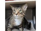 Adopt Land of Drizzle a Domestic Short Hair