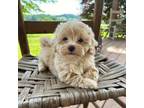 Maltipoo Puppy for sale in Olive Hill, KY, USA