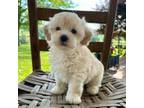 Maltipoo Puppy for sale in Olive Hill, KY, USA
