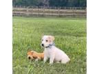 Parson Russell Terrier Puppy for sale in Mount Gilead, NC, USA