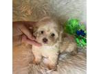 Maltipoo Puppy for sale in Ionia, MI, USA