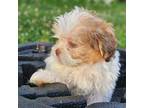 Shih Tzu Puppy for sale in Chester, VA, USA