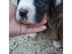 Boxer Puppy for sale in Perry, IA, USA