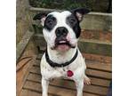 Adopt Petey a American Staffordshire Terrier