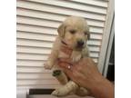 Golden Retriever Puppy for sale in Westminster, CO, USA