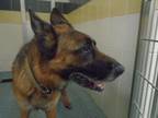 Adopt Zeus a German Shepherd Dog, Mixed Breed